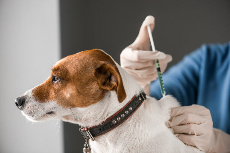 Wstępny plan szczepień zwierząt przeciwko wściekliźnie